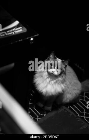 Ragdoll chat assis sur un tapis à motifs regardant l'appareil photo Banque D'Images