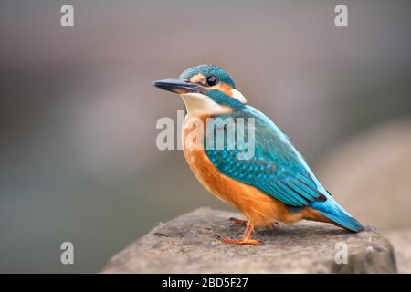 Kingfisher commun - Alcedo atthis, beau petit oiseau bleu des rivières et des lacs, assis sur la roche près de l'eau, Suisse. Banque D'Images