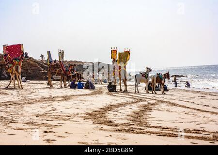 Plage de Kushan, Keemari, Karachi, Sindh, Pakistan, Camel & Horse Ride en attente de clients dans l'après-midi Banque D'Images