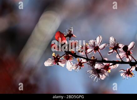 07 avril 2020, Bavière, Marktoberdorf: Une prune de sang en fleurs se tient au soleil. Photo : Karl-Josef Hildenbrand/dpa Banque D'Images