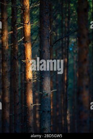 Tronc de pins dans la forêt de pins ( pinus sylvestris ) Banque D'Images