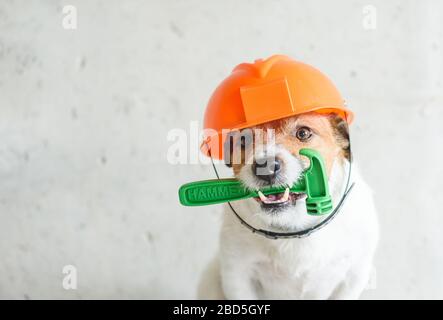 Faites-le vous-même (bricolage) maison rénovation concept avec le chien dans le chapeau de dur tenant hummer dans la bouche contre le mur de béton Banque D'Images