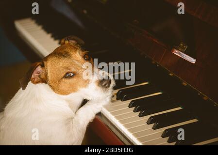 Restez à la maison - apprenez le nouveau concept de compétence avec l'entraînement de chien pour jouer de la musique sur le piano Banque D'Images