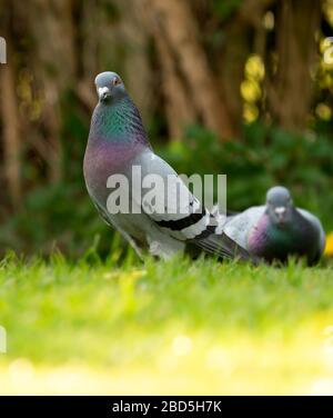 Un Pigeon ou un Dove de la Feral (Columba livia) dans un jardin du Warwickshire Banque D'Images