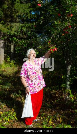 Femme âgée cueillant des pommes mûres d'un pommier , Finlande Banque D'Images