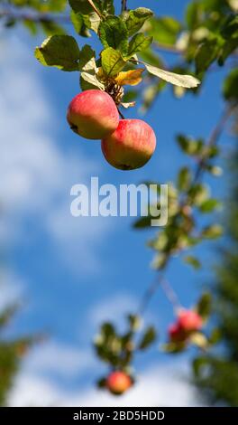 Deux pommes mûres rouges sur branche de pommier , Finlande Banque D'Images