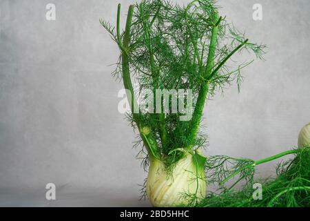 Plante de fenouil frais avec ampoule encore vie, foyer sélectif Banque D'Images