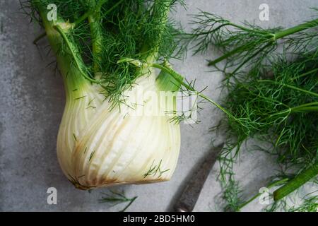 Plante de fenouil frais avec ampoule encore vie, foyer sélectif Banque D'Images