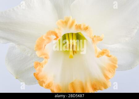 Gros plan sur fond gris. Blanc ivoire avec une tasse de saumon. L'accent a été une percée majeure dans les jonquilles à cuped rose quand il était dedans Banque D'Images