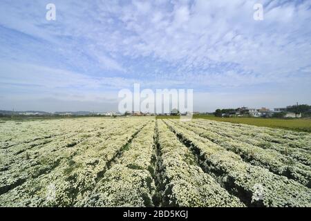 Daisy field Miaoli County Taiwan Banque D'Images