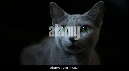 Chat Bleu Russe Banque D'Images