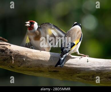 Paire de goldfinches aux couleurs vives perchées sur une branche arborescente dans un jardin de banlieue ensoleillé. Crédit: Malcolm Park/Alay. Banque D'Images