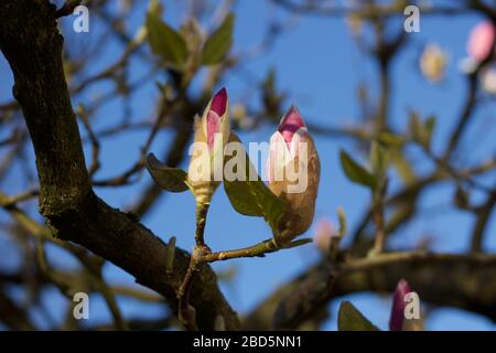 Deux magnifiques bourgeons roses de magnolia contre le ciel bleu au printemps Banque D'Images