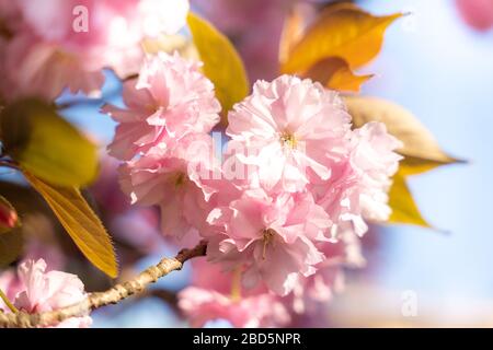 Cerisier en pleine floraison, sakura. Détail fleurs Banque D'Images