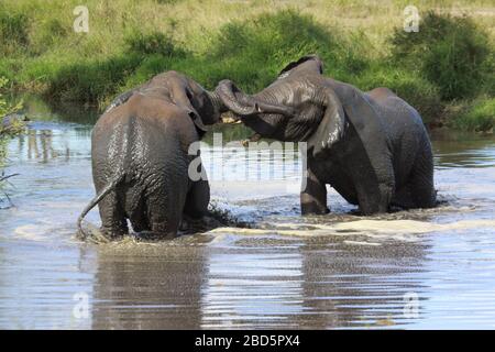 Un troupeau de mâles de l'éléphant d'Afrique de Bush (Loxodonta africana) luttant pour le contrôle. Photographié au parc national du Serengeti, Tanzanie Banque D'Images