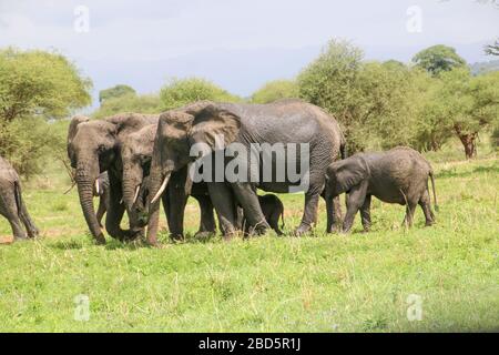 Un troupeau d'éléphants. Photographié dans la nature au Kenya Banque D'Images