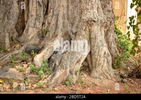 Photos des racines naturelles du Big Banyan Tree dans la jungle et le stock forestier Banque D'Images