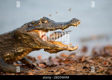 Pantanal Caiman manger un poisson de Piranha Banque D'Images