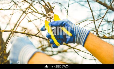 Le jardinier coupe des branches sèches d'arbres avec des cisailles à élaguer. Travail saisonnier dans le jardin. Élagage des bagues. Coupe des branches à l'automne, au printemps. Gros plan sur Banque D'Images