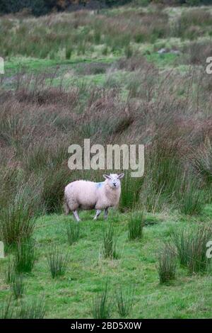 Un mouton entouré de rushes dans un champ à Donegal; Irlande; Banque D'Images