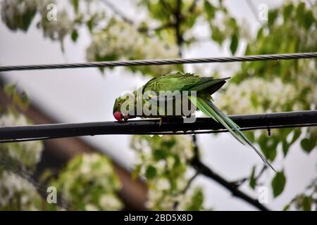 Srinagar, Jammu-et-Cachemire, Inde. 7 avril 2020. Un perroquet repose sur un fil électrique lors d'un verrouillage national imposé pour empêcher la propagation du coronavirus. Le verrouillage déclenché par la pandémie de Covid-19 s'est avéré être un défi majeur pour les animaux aussi, car la plupart d'entre eux sont confrontés à la famine. Crédit: Saqib Majeed/SOPA Images/ZUMA Wire/Alay Live News Banque D'Images