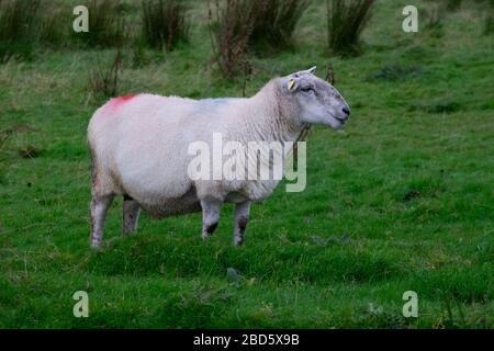Un mouton entouré de rushes dans un champ à Donegal; Irlande; Banque D'Images