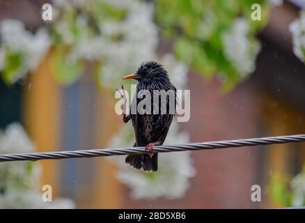 Srinagar, Jammu-et-Cachemire, Inde. 7 avril 2020. Un oiseau repose sur un fil électrique lors d'un verrouillage national imposé pour empêcher la propagation du coronavirus. Le verrouillage déclenché par la pandémie de Covid-19 s'est avéré être un défi majeur pour les animaux, car la plupart d'entre eux sont confrontés à la famine. Crédit: Saqib Majeed/SOPA Images/ZUMA Wire/Alay Live News Banque D'Images