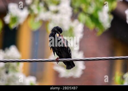 Srinagar, Jammu-et-Cachemire, Inde. 7 avril 2020. Un oiseau repose sur un fil électrique lors d'un verrouillage national imposé pour empêcher la propagation du coronavirus. Le verrouillage déclenché par la pandémie de Covid-19 s'est avéré être un défi majeur pour les animaux, car la plupart d'entre eux sont confrontés à la famine. Crédit: Saqib Majeed/SOPA Images/ZUMA Wire/Alay Live News Banque D'Images