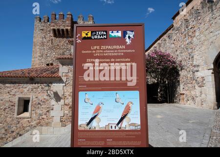 Signe protéger Lesser Kestrel (Falco naumanni) avec la Tour Bujaco en arrière-plan, Plaza Mayor, Cáceres, Estrémadure, Espagne, Europe Banque D'Images