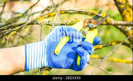 Le jardinier coupe des branches sèches d'arbres avec des cisailles à élaguer. Travail saisonnier dans le jardin. Élagage des bagues. Coupe des branches à l'automne, au printemps. Gros plan sur Banque D'Images