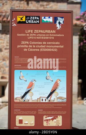 Signe protéger Lesser Kestrel (Falco naumanni) avec la Tour Bujaco en arrière-plan, Plaza Mayor, Cáceres, Estrémadure, Espagne, Europe Banque D'Images
