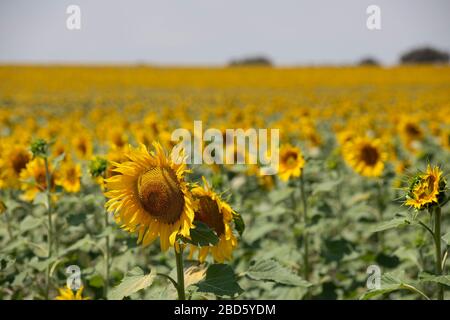 Tournesol, Helianthus sp, province de Badajoz, Espagne, Europe Banque D'Images