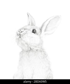 Grand lapin. Lapin de Pâques. Dessin au crayon. Décoration pour enfants. Animal forestier. Fond blanc Banque D'Images