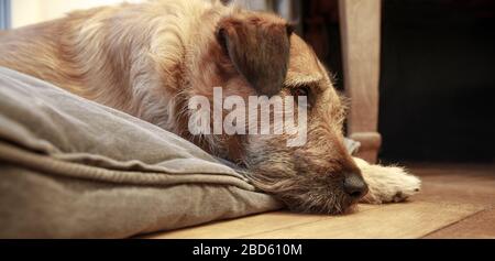 chien de race marron chien canine allongé sur le plancher de bois, chien s'endormi allongé sur le plancher Banque D'Images
