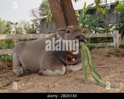 Un jeune bison mignon est nourri dans une ferme en Thaïlande par une journée ensoleillée et relaxante. Banque D'Images