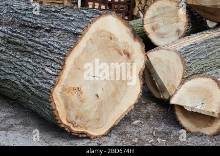 04 avril 2020, Brandenburg, Märtensmühle: Les troncs d'arbres malades sont sciés dans les locaux de la société Lebens-Räume GmbH à Nuthe-Nieplitz. Ils sont toujours utilisés pour les commandes privées décoratives. Photo: Annette Riedl/dpa-Zentralbild/ZB Banque D'Images