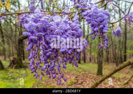 Un groupe de fleurs de wisteria violette fleuries accrochées avec des gouttes de pluie partout au début du printemps Banque D'Images