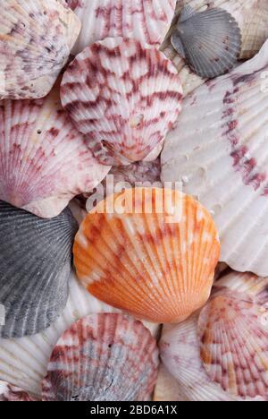 Coquilles de pétoncle, calico de l'Atlantique, gibbus d'Argopecten, île de Sanibel Banque D'Images