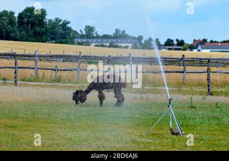 Alpaga debout sur un pré sous la douche d'un système d'arrosage au-dessus de la tête, Autriche Banque D'Images