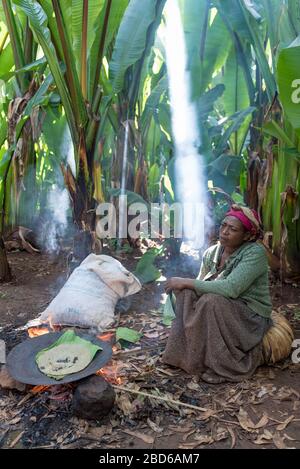 La femme lève une banane comme Teff, verte derrière elle, pour faire du pain plat Injera, qu'elle cuisinera au feu, membre du groupe ethnique Dorze, Dorze, Ethiopie. Banque D'Images