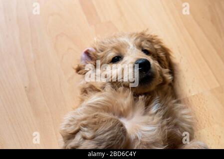 04 avril 2020, Saxe-Anhalt, Magdeburg: Un mini godendoodle, un mélange de rétributeur doré et de caniche de jouet, se trouve au dos. Le chiot a huit semaines et répond au nom de Baloo. Photo : Stephan Schulz/dpa-Zentralbild/ZB Banque D'Images