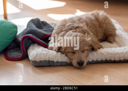 04 avril 2020, Saxe-Anhalt, Magdeburg: Un mini goldendoodle, un mélange de rétributeur doré et de caniche de jouet, se trouve sur un oreiller et dort. Le chiot a huit semaines et répond au nom de Baloo. Photo : Stephan Schulz/dpa-Zentralbild/ZB Banque D'Images