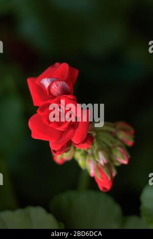 Fleurs et bourgeons de géraniums rouges, gros plan. Fond vert foncé Banque D'Images