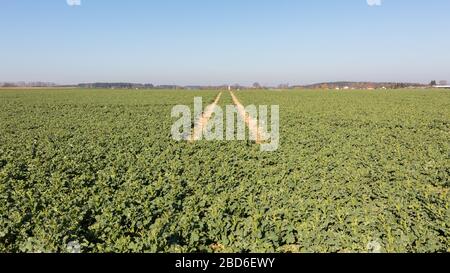 Les chenilles de tracteur dans une plantation de pommes de terre, menant à la distance. Contraste entre plantes vertes et ciel bleu. Perspective décroissante. Agriculture. Banque D'Images