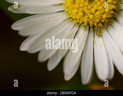 Gros plan sur la plante à fleurs blanches Banque D'Images