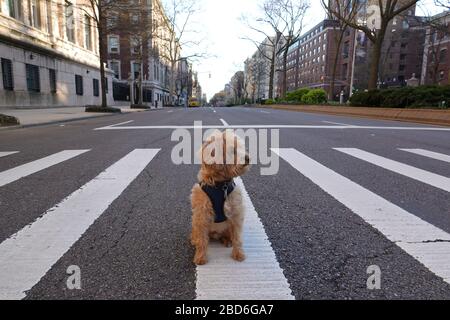 Manhattan, New York, États-Unis. 2020. Assis seul sur l'autoroute à Manhattan un chien Schnoodle pendant la période de verrouillage du Coronavirus. Banque D'Images