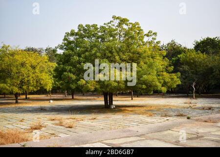 Arbre neem/plante neem arrière-plan paysage photo image Banque D'Images