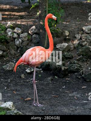 Vue rapprochée des oiseaux flamants roses avec son feuillage et son fond rocheux dans son environnement et ses environs, montrant son magnifique plumage rose. Banque D'Images