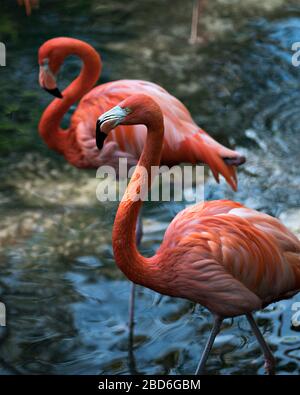 Vue rapprochée des oiseaux flamants roses dans l'eau avec un oiseau se focalisant sur le premier plan dans leur environnement et les environs. Banque D'Images