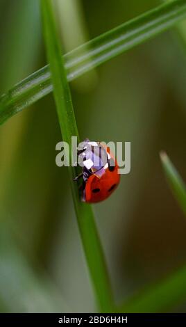 Ladybug on grass Banque D'Images